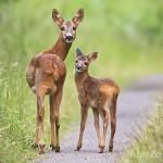 Rehe