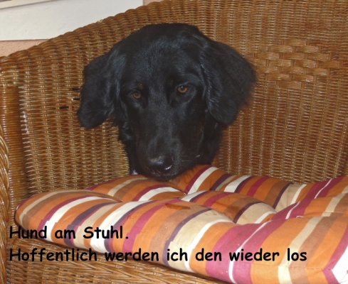 Hund am Stuhl