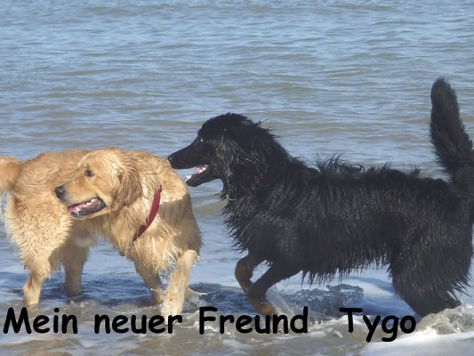 Mein neuer Freund Tygo