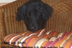 Hund am Stuhl