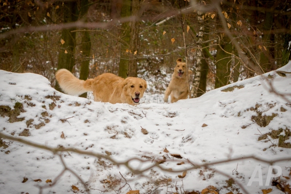 pohlsee_20140125_036