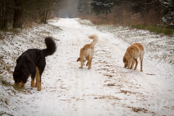 pohlsee_20140125_108