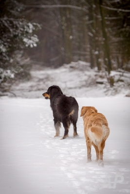 pohlsee_20140126_003