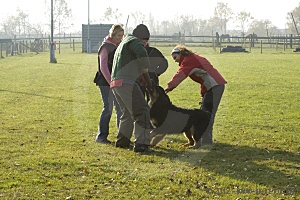 zuchtschau_11-11-12_088