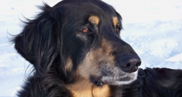 Grüße von Vara aus dem Hundehimmel
