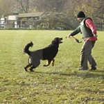 Videos der Nachzuchtbeurteilung des A-Wurfes