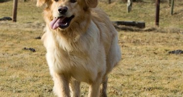 Oskar