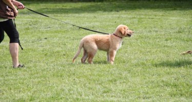 Blanca grüßt aus Dortmund