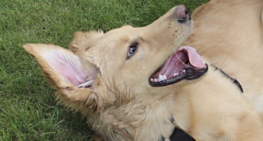 Hallo Ihr Zahnwechsler