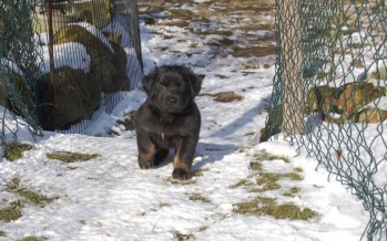 Sieben Zwerge im Schnee