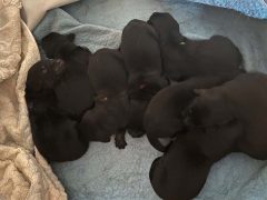 Hurra, die Halies sind da!