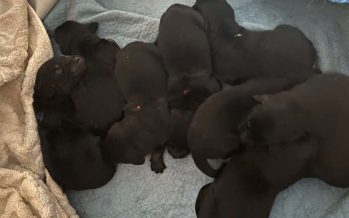 Hurra, die Halies sind da!
