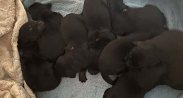Hurra, die Halies sind da!